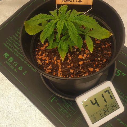 Runtz growlog timeline photo