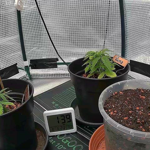 Runtz growlog timeline photo