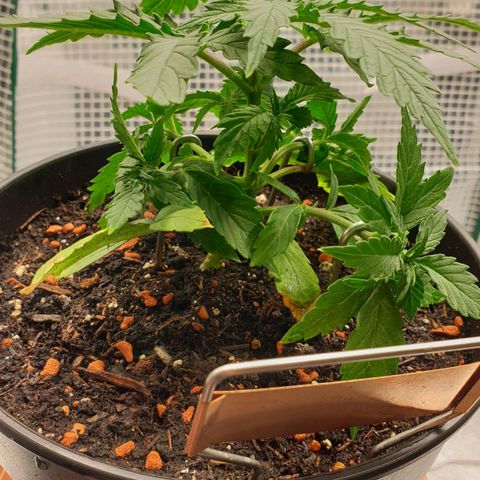 Runtz growlog photo: Training
