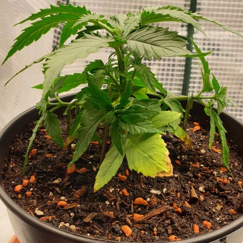 Runtz growlog photo: Training