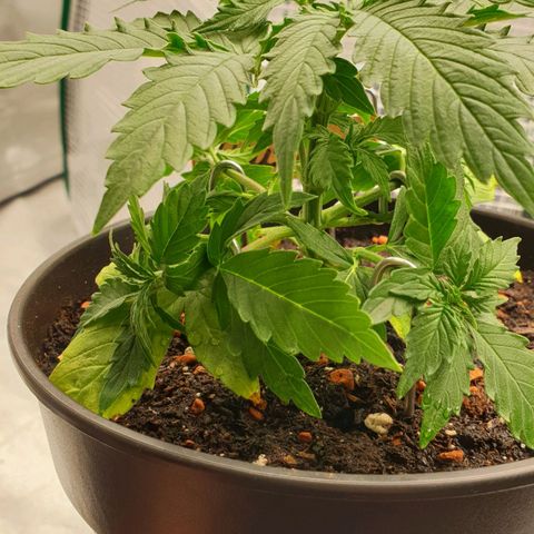 Runtz growlog photo: Training