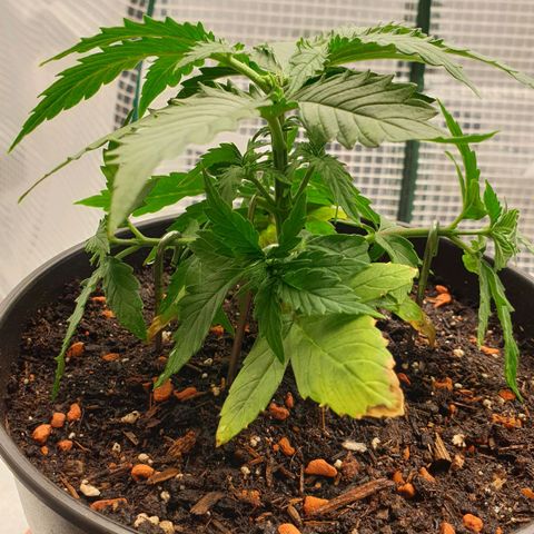 Runtz growlog photo: Training