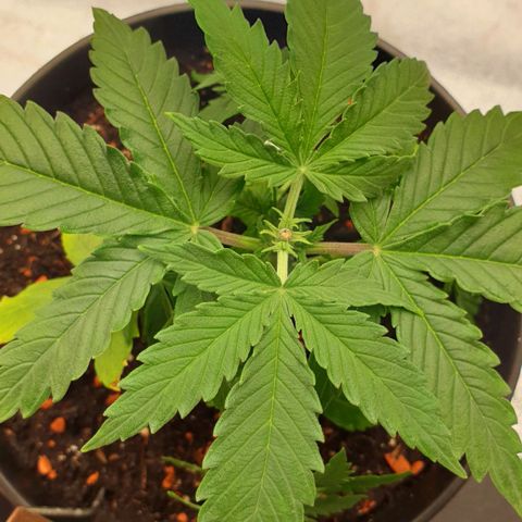 Runtz growlog photo: Topping