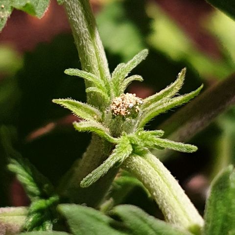 Runtz growlog photo: Topping