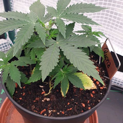 Runtz growlog timeline photo