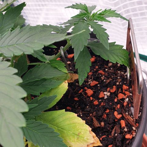 Runtz growlog timeline photo