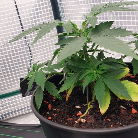 Runtz growlog timeline photo