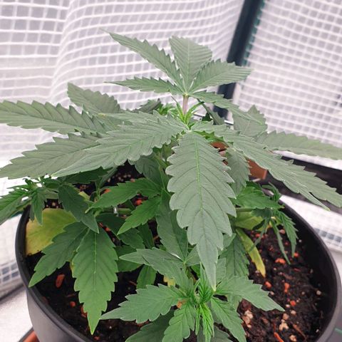 Runtz growlog timeline photo
