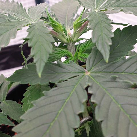 Runtz growlog timeline photo
