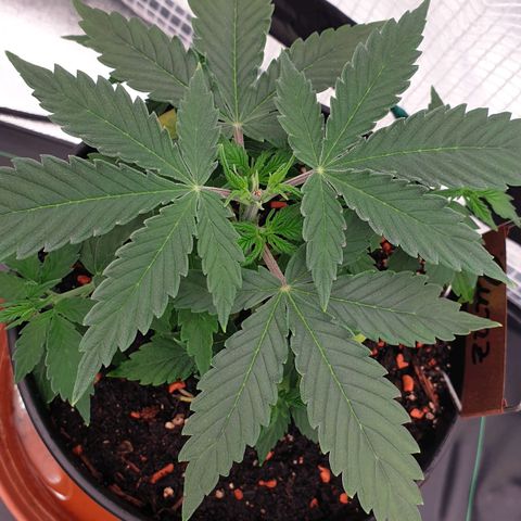 Runtz growlog timeline photo