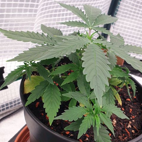 Runtz growlog timeline photo