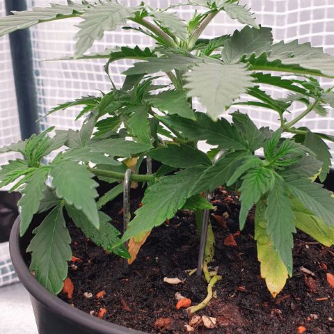 Runtz growlog timeline photo