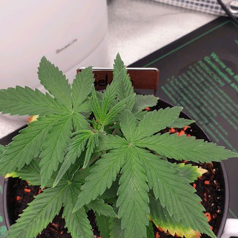 Runtz growlog timeline photo