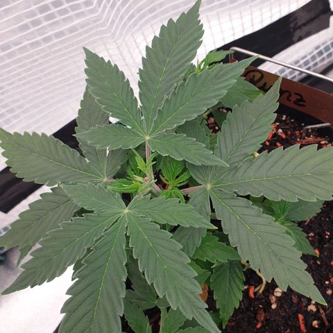 Runtz growlog timeline photo