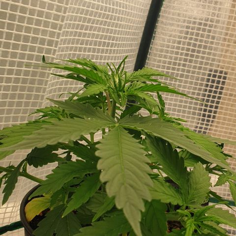 Runtz growlog timeline photo