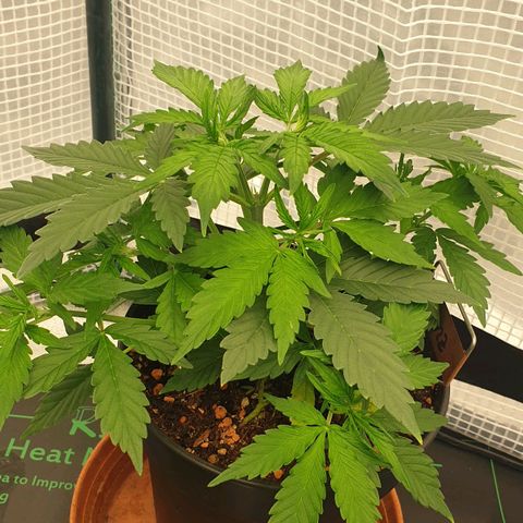 Runtz growlog timeline photo