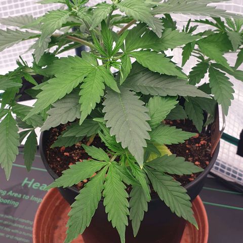 Runtz growlog timeline photo