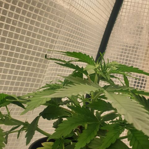 Runtz growlog timeline photo