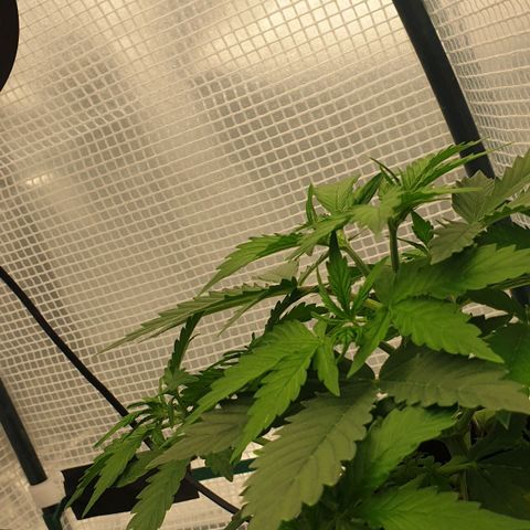 Runtz growlog timeline photo