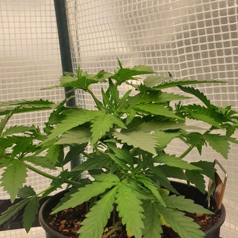 Runtz growlog timeline photo
