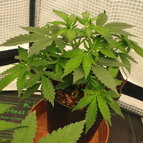 Runtz growlog timeline photo