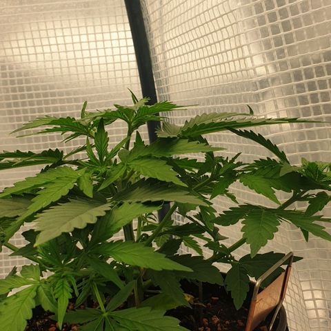 Runtz growlog timeline photo