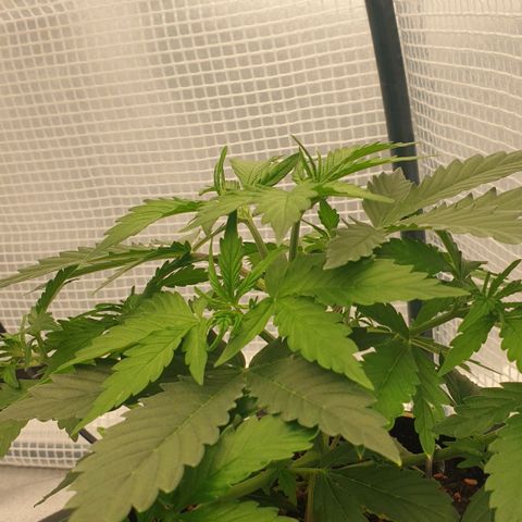 Runtz growlog timeline photo
