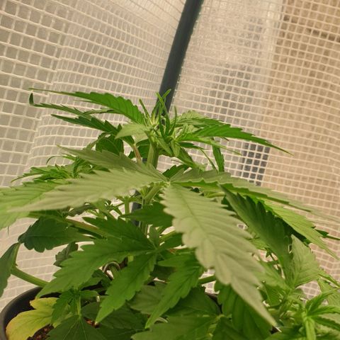 Runtz growlog timeline photo
