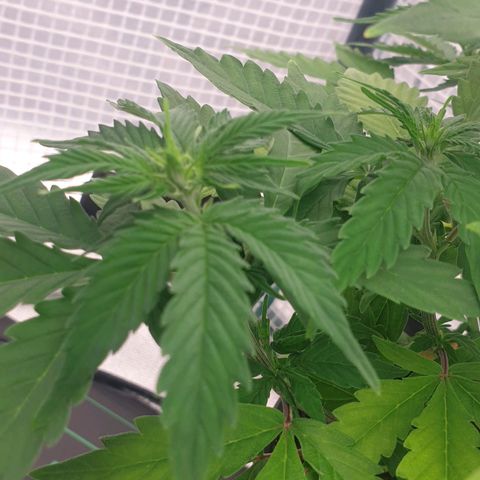 Runtz growlog timeline photo