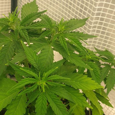 Runtz growlog timeline photo