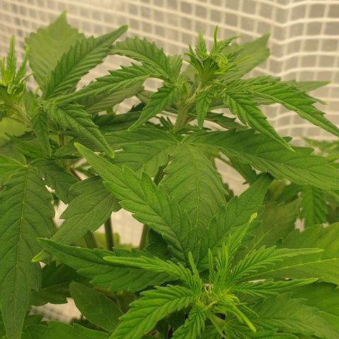 Runtz growlog timeline photo