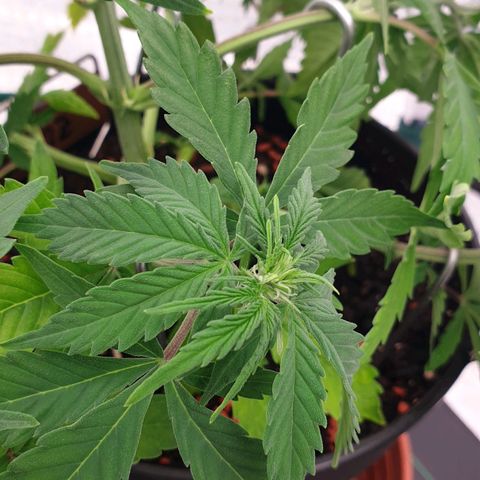 Runtz growlog timeline photo