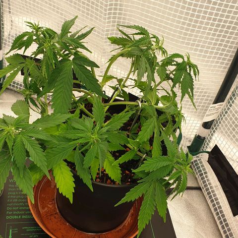 Runtz growlog timeline photo