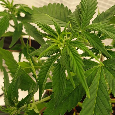 Runtz growlog timeline photo