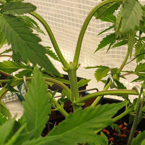 Runtz growlog timeline photo