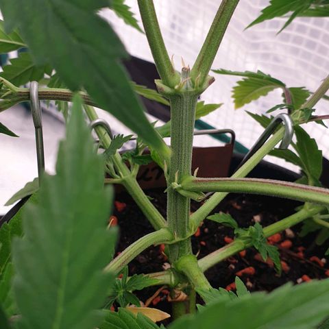 Runtz growlog timeline photo