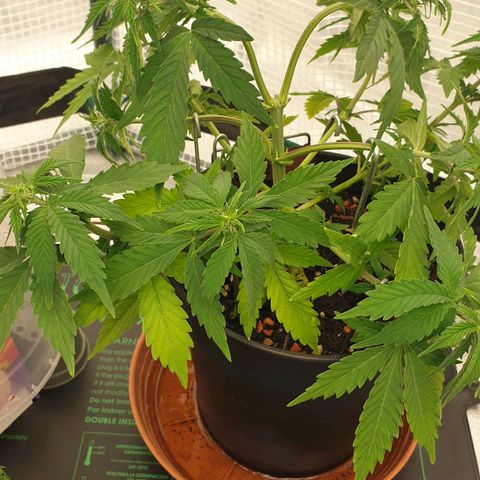 Runtz growlog timeline photo