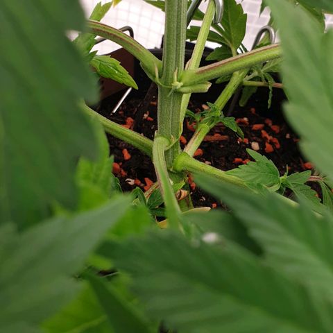 Runtz growlog timeline photo