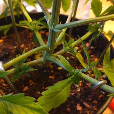 Runtz growlog timeline photo