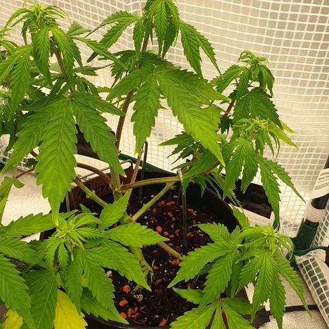 Runtz growlog timeline photo