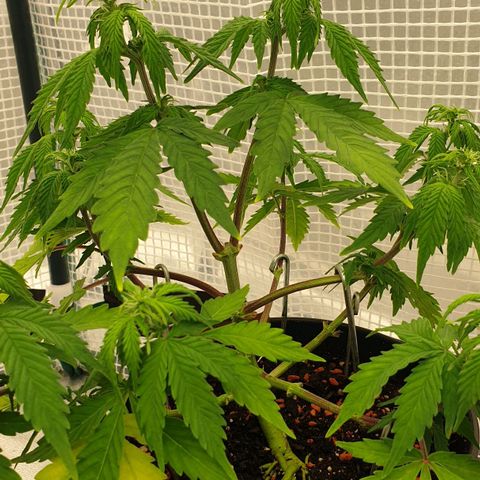 Runtz growlog timeline photo