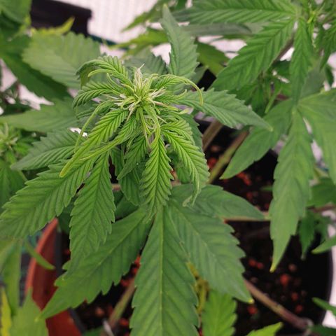 Runtz growlog timeline photo