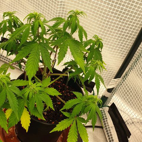 Runtz growlog timeline photo