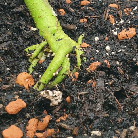 Runtz growlog timeline photo