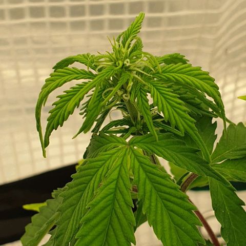 Runtz growlog timeline photo