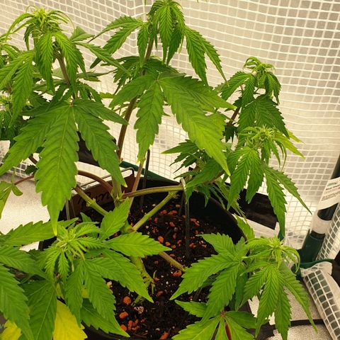 Runtz growlog timeline photo