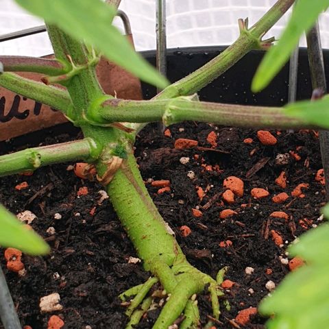 Runtz growlog timeline photo