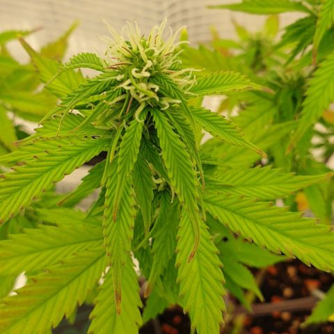 Runtz growlog timeline photo