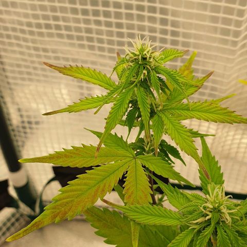 Runtz growlog timeline photo