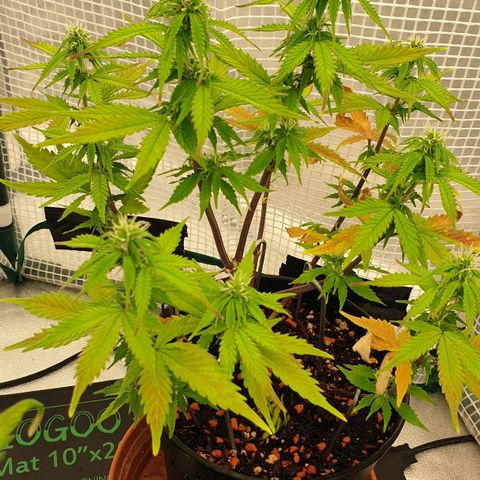 Runtz growlog timeline photo